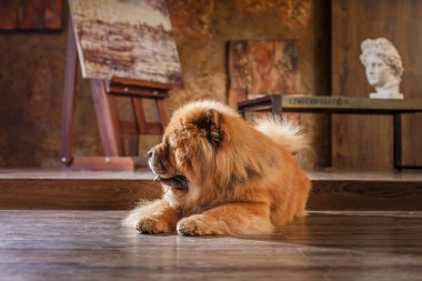 Köpek çiftleşmesi. 