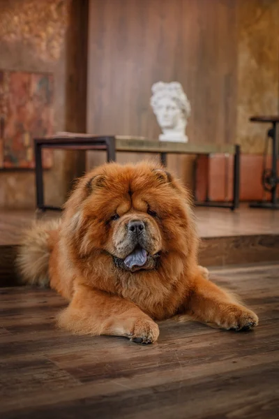 Raza de perro chow chow —  Fotos de Stock