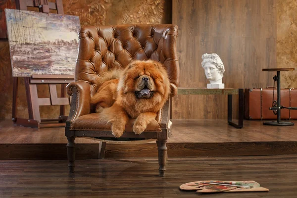 Cane razza chow chow — Foto Stock