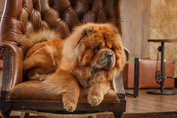 Dog breed  chow chow — Stock Photo, Image