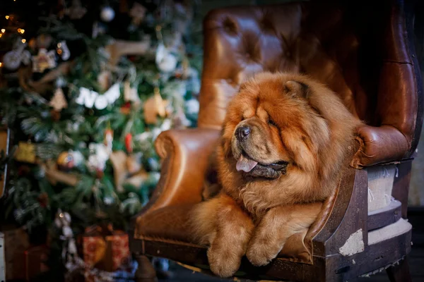 Raza de perro chow chow — Foto de Stock