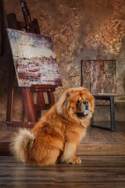 Raza de perro chow chow —  Fotos de Stock