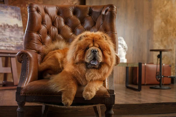 Race de chien chow chow — Photo