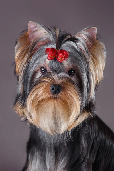 Yorkshire Terrier köpeği. — Stok fotoğraf