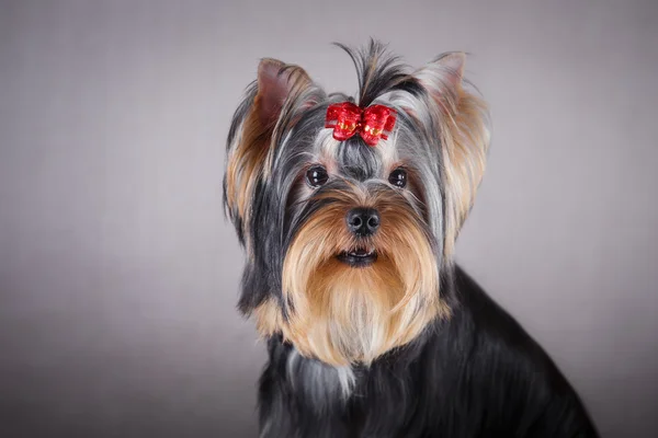 Pies z Yorkshire Terrier — Zdjęcie stockowe