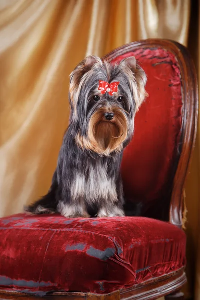 Yorkshire Terrier köpeği. — Stok fotoğraf