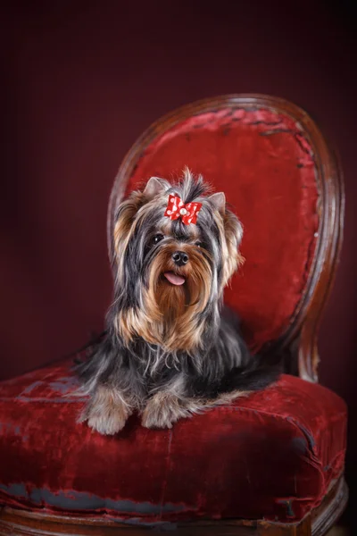 Pies z Yorkshire Terrier — Zdjęcie stockowe