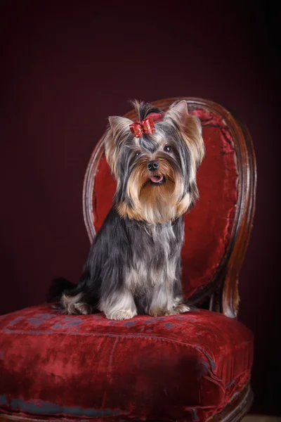 Pies z Yorkshire Terrier — Zdjęcie stockowe