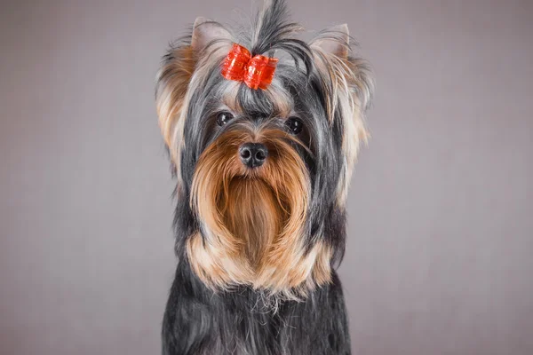 Pies z Yorkshire Terrier — Zdjęcie stockowe