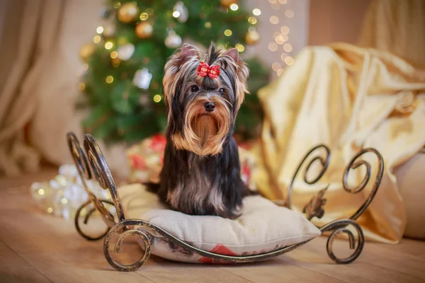 Yorkshire Terrier dog — Stock Photo, Image