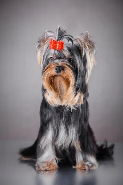 Yorkshire Terrier köpeği. — Stok fotoğraf