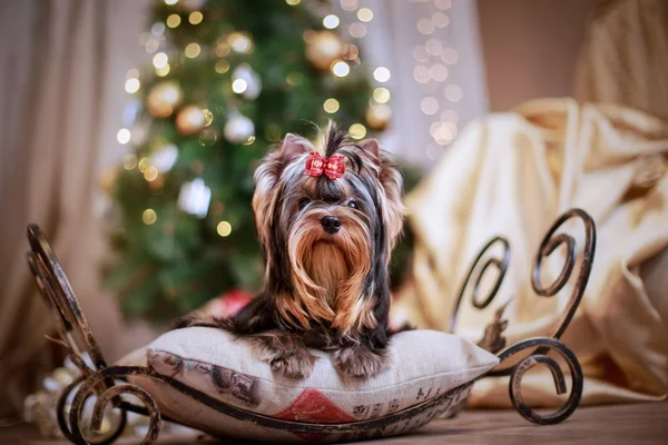 Yorkshire Terrier dog — Stock Photo, Image