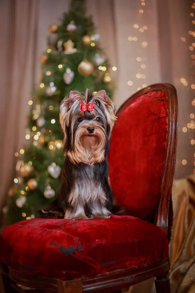 Yorkshire Terrier dog — Stock Photo, Image