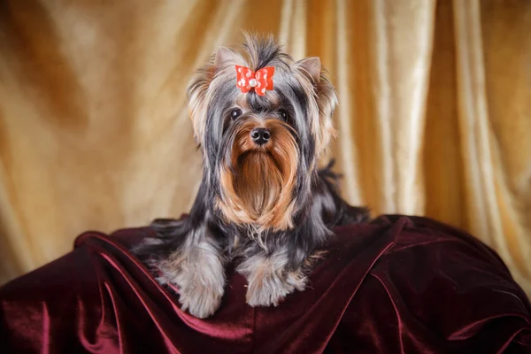 Yorkshire Terrier köpeği. — Stok fotoğraf