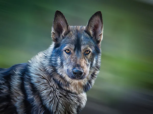 Ritning blandras hund Wolf — Stockfoto