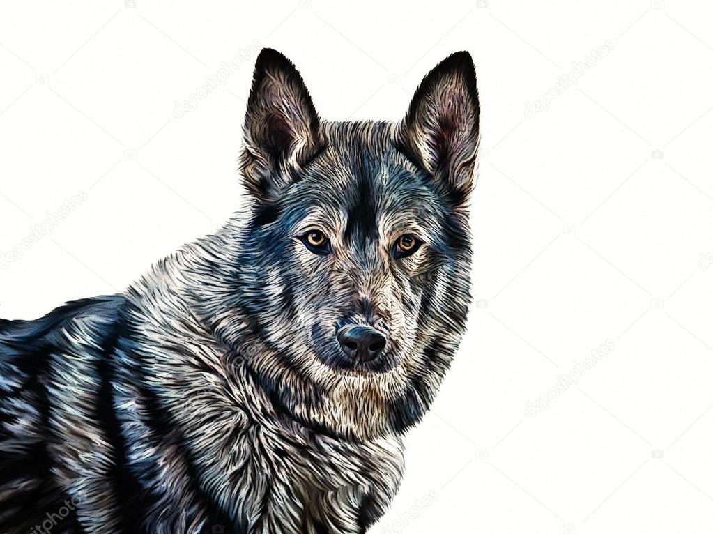 Race Mixte Dessin Chien Loup Photographie Averyanova