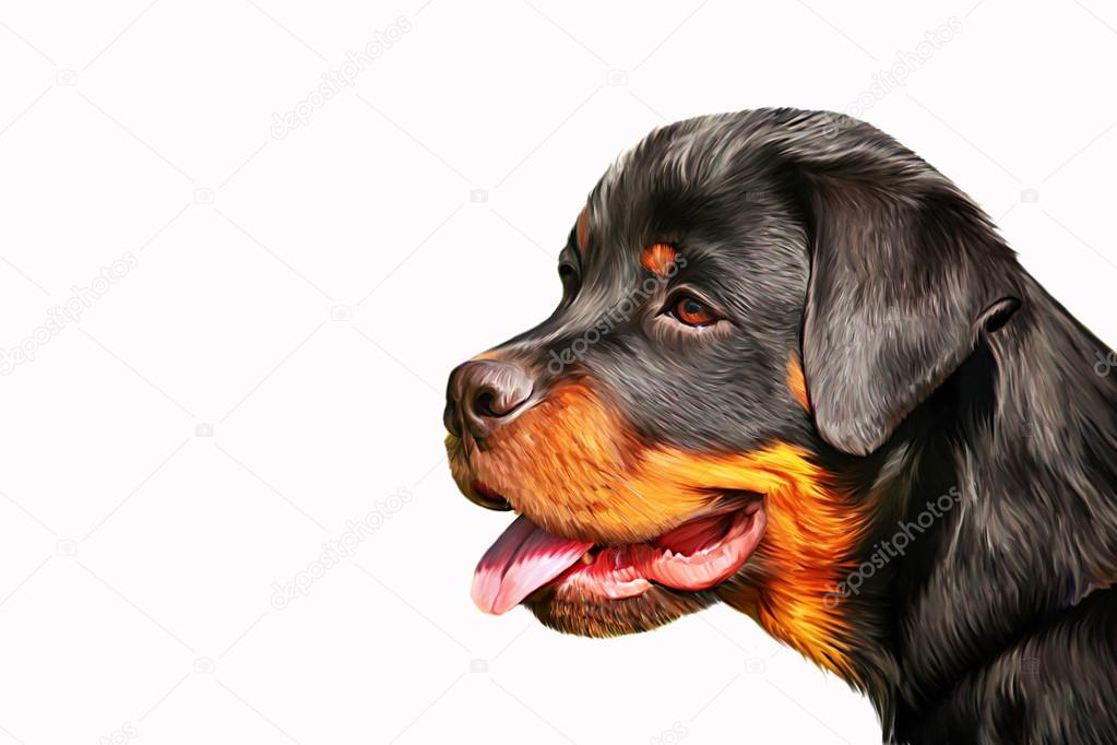 Drawing of the dog rottweiler, tricolor,portrait