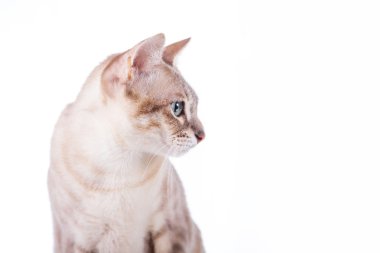 Tonkinese kedi 