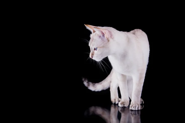 Tonkinese cat — Stock Photo, Image