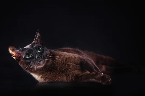 Gato tonkinese — Fotografia de Stock