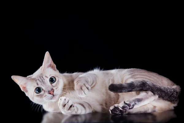 Tonkinese cat — Stock Photo, Image