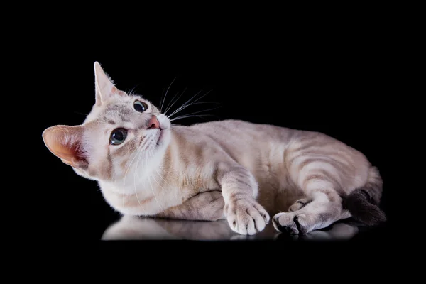 Tonkinese cat — Stock Photo, Image