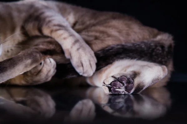 Tonkinese cat — Stock Photo, Image