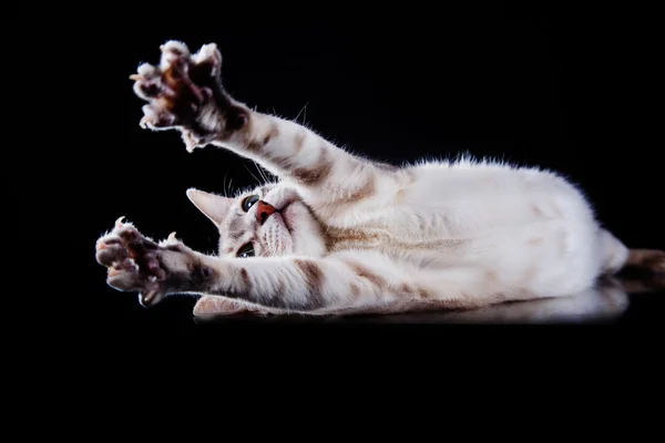 Gato tonkinés — Foto de Stock