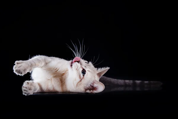 Tonkinese cat — Stock Photo, Image