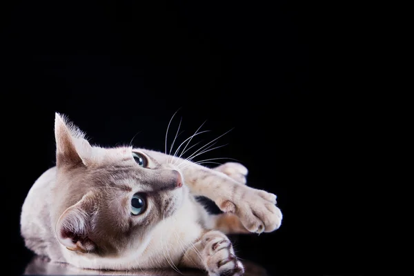 Tonkinese cat — Stock Photo, Image