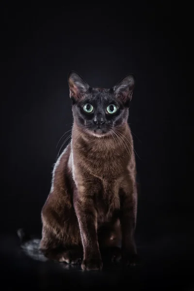 Kot tonkinese — Zdjęcie stockowe