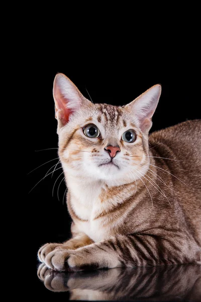 Kot tonkinese — Zdjęcie stockowe