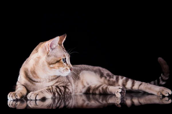 Gatto tonkinese — Foto Stock