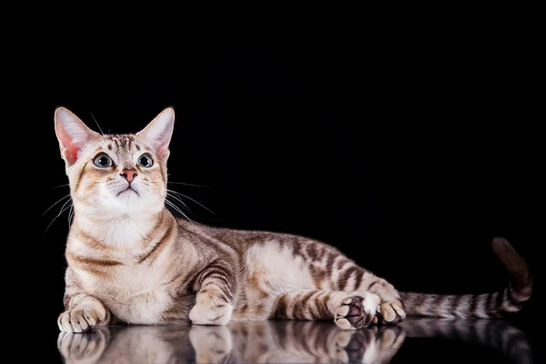 Gato tonkinés —  Fotos de Stock