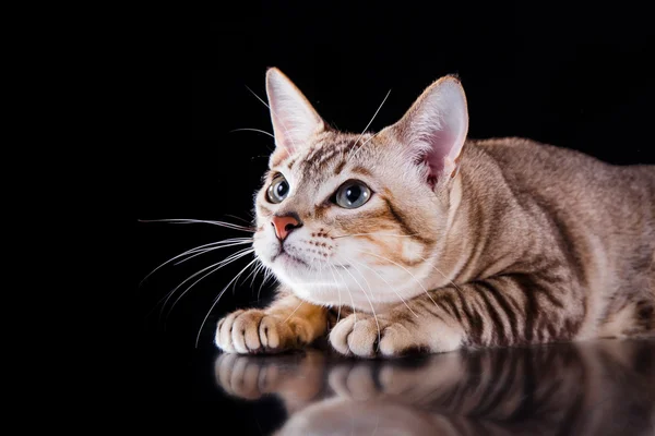 Tonkinese cat — Stock Photo, Image