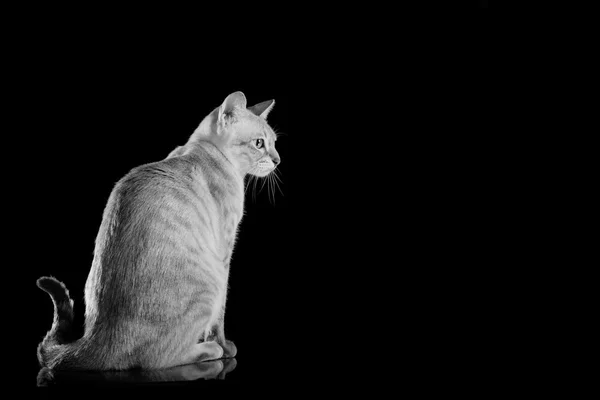 Tonkinese katt — Stockfoto