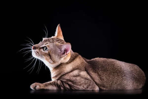 Tonkinese kočka — Stock fotografie