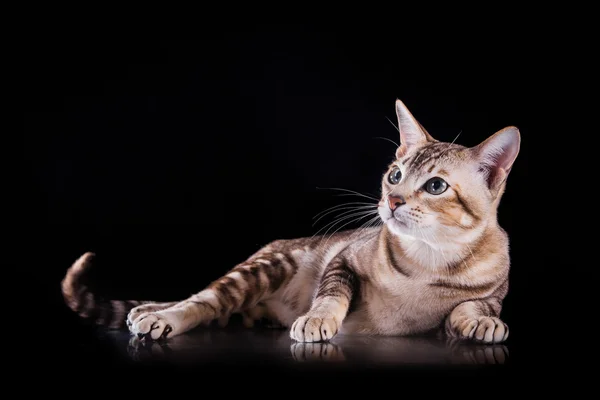 Gato tonkinese — Fotografia de Stock