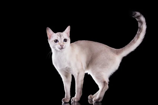 Kot tonkinese — Zdjęcie stockowe