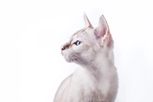 Tonkinese cat — Stock Photo, Image