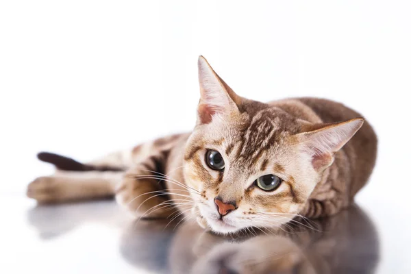 Тонкинская кошка — стоковое фото