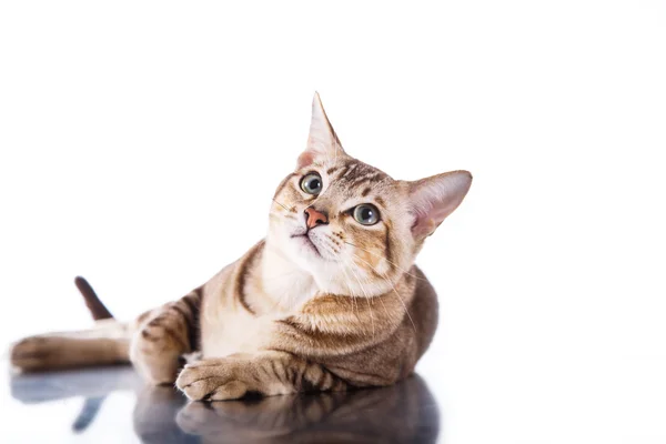 Tonkinese cat — Stock Photo, Image