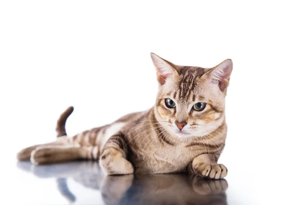 Tonkinese cat — Stock Photo, Image