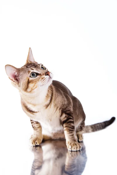 Тонкинская кошка — стоковое фото