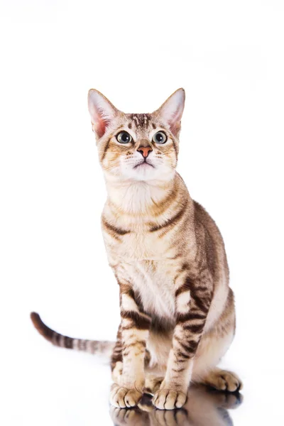 トンキニーズ猫 — ストック写真