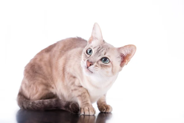 Kot tonkinese — Zdjęcie stockowe