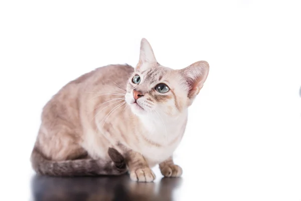 Tonkinese cat — Stock Photo, Image