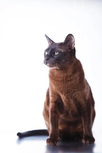 Gato tonkinés —  Fotos de Stock