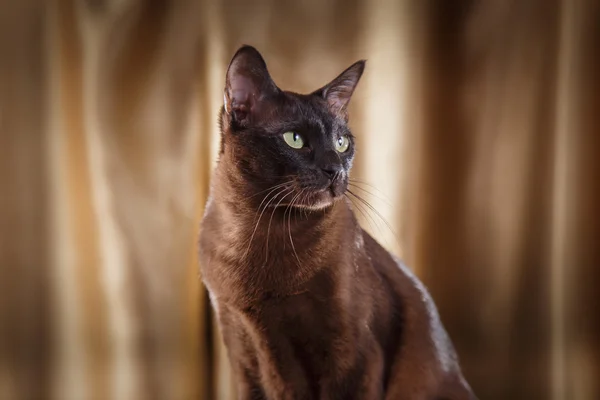 — Тонкінська кішка — стокове фото