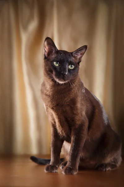 Gato tonkinese — Fotografia de Stock